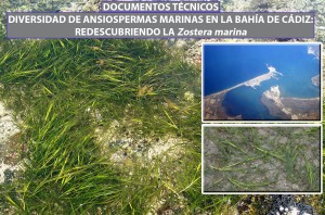 Algas marinas en la Bahía de Cádiz