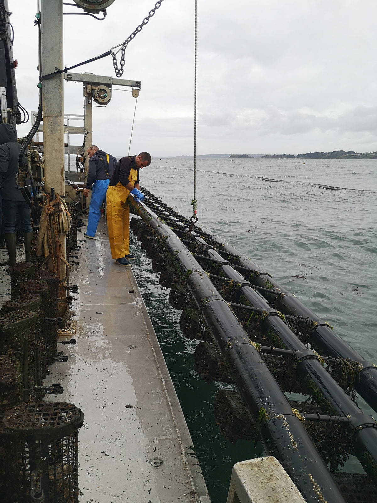 Barco sosteniendo con una grúa una linea de cultivo de ostra en cestos en mar abierto